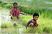 Laos: Pola ryżowe. Foto: Marcin Kawalski