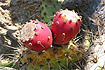 USA: Channel Islands NP. Opucnja. Foto: Andrzej Kulka