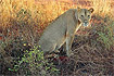 Kenia: Tsavo NP. Lwica w czasie polowania. Foto: Kamila Kuryło